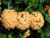 Vaso Rotto, Principe Di Orange (Ixora) Gli Arbusti arancione, caratteristiche, foto