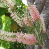 Sisäkukat Bottlebrush pensaikot, Callistemon kuva, ominaisuudet pinkki