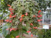 Columnea, Norse Eld Växt, Guldfisk Vinstockar  Ampelväxter röd, egenskaper, foto