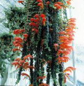 Kambarines gėles Columnea, Skandinavų Gaisro Augalų, Sidabrinis Karosas Vynmedis nuotrauka, charakteristikos raudonas