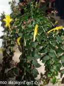 Columnea, Norse Eld Växt, Guldfisk Vinstockar  Ampelväxter gul, egenskaper, foto