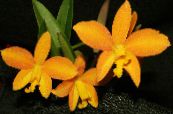 Krukblommor Laelia örtväxter foto, egenskaper gul
