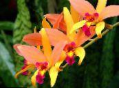 Laelia  Kruidachtige Plant oranje, karakteristieken, foto
