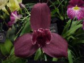 Oală Flori Lycaste planta erbacee fotografie, caracteristici vin roșu