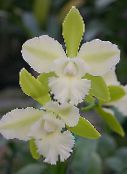 Pote flores Lycaste planta herbácea foto, características branco