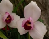 Pote flores Lycaste planta herbácea foto, características rosa
