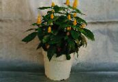 Pot Blomster Gul Rejer Plante, Gyldne Rejer Plante, Slikkepind Plante busk, Pachystachys foto, egenskaber gul