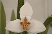 Hindistan Cevizi Pasta Orkide (Maxillaria) Otsu Bir Bitkidir beyaz, özellikleri, fotoğraf