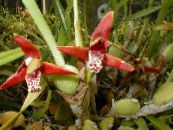 Coco Tarte Orchidée (Maxillaria) Herbeux rouge, les caractéristiques, photo