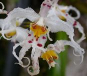 Kambarines gėles Tigras Orchidėja, Pakalnutė Orchidėjų žolinis augalas, Odontoglossum nuotrauka, charakteristikos baltas