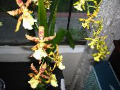 Sobne cvetje Tiger Orhideja, Šmarnice Orhideje travnate, Odontoglossum fotografija, značilnosti rumena