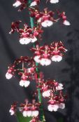  跳舞的女士兰花，塞德罗斯蜂，豹兰花 草本植物, Oncidium 照片, 特点 红葡萄酒