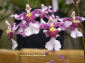 Tantsimine Daam Orchid, Cedros Bee, Leopard Orhidee (Oncidium) Rohttaim lilla, omadused, foto