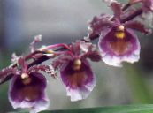 Dans Dame Orkide, Cedros Bee, Leopard Orkidé (Oncidium) Urteaktig Plante lilla, kjennetegn, bilde