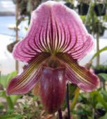 Интериорни цветове Чехъл Орхидеи тревисто, Paphiopedilum снимка, характеристики виолетов