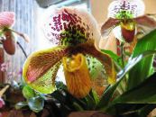 Pokojové květiny Střevíčník Orchideje bylinné, Paphiopedilum fotografie, charakteristiky žlutý