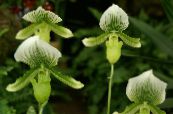 Интериорни цветове Чехъл Орхидеи тревисто, Paphiopedilum снимка, характеристики зелен