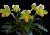 Saksı çiçekleri Terlik Orkide otsu bir bitkidir, Paphiopedilum fotoğraf, özellikleri sarı