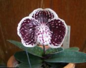 Pot Blomster Tøffel Orkideer urteagtige plante, Paphiopedilum foto, egenskaber claret