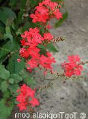Oală Flori Leadworts arbust, Plumbago fotografie, caracteristici roșu