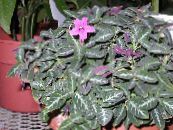 Krukblommor Apa Växt, Röd Ruellia ampelväxter foto, egenskaper rosa