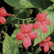 Kambarines gėles Beždžionė Augalas, Raudona Ruellia kabo augalų nuotrauka, charakteristikos raudonas