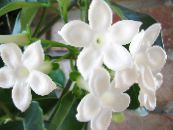 Bridal Bouquet, Madagascar Jasmine, Wax flower, Chaplet flower, Floradora, Hawaiian Wedding flower (Stephanotis) Liana white, characteristics, photo