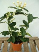 Комнатные цветы Стефанотис лиана, Stephanotis фото, характеристика белый