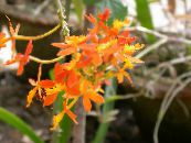 Buttonhole Orchid (Epidendrum) Herbaceous Plant orange, characteristics, photo