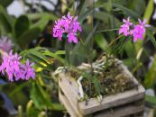 Knaphullet Orkidé (Epidendrum) Urteagtige Plante lilla, egenskaber, foto