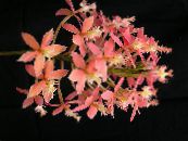 钮兰 (Epidendrum) 草本植物 粉红色, 特点, 照片