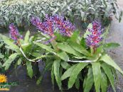 Sobne cvetje Srebrna Vaza, Žaro Rastlina, Kraljica Bromelije travnate, Aechmea fotografija, značilnosti vijolična
