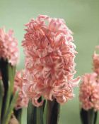 Hyacint (Hyacinthus) Kruidachtige Plant roze, karakteristieken, foto