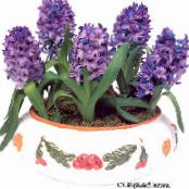 风信子 (Hyacinthus) 草本植物 紫, 特点, 照片