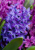 Hyacint (Hyacinthus) Bylinné modrý, charakteristiky, fotografie