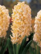 Hyasintti (Hyacinthus) Ruohokasvi keltainen, ominaisuudet, kuva