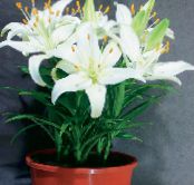 Lilium  Herbaceous Plant white, characteristics, photo