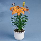 Pot Blomster Lilium urteagtige plante foto, egenskaber appelsin