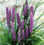 Bonte Lelie Turf (Liriope) Kruidachtige Plant lila, karakteristieken, foto