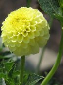 ポットの花 ダリア 草本植物, Dahlia フォト, 特性 黄