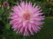 ポットの花 ダリア 草本植物, Dahlia フォト, 特性 ピンク