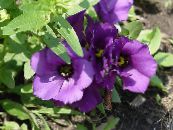 Texas Bluebell, Lisianthus, Gențiană Lalea (Lisianthus (Eustoma)) Planta Erbacee violet, caracteristici, fotografie