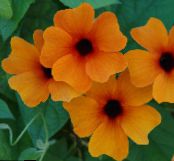 Черни Очи Сюзън (Thunbergia alata) Лиана оранжев, характеристики, снимка