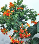 Podu Ziedi Marmelāde Krūms, Apelsīnu Browallia, Firebush koks, Streptosolen foto, raksturlielumi oranžs