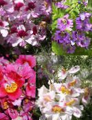 Krukblommor Dåligt Bemannar Orkidé örtväxter, Schizanthus foto, egenskaper lila