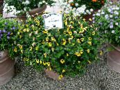 Wishbone Blomst, Ladys Tøffel, Blå Fløyen (Torenia) Hengende Plante gul, kjennetegn, bilde