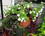 Kambarines gėles Balansyro Gėlė, Ladys Šlepetė, Mėlyna Sparnas kabo augalų, Torenia nuotrauka, charakteristikos baltas