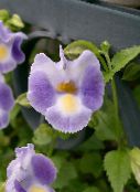 Wishbone Cvet, Ladys Natikači, Modro Krilo (Torenia) Ampelnye lila, značilnosti, fotografija
