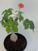 Peregrina, Dna Rostlina, Guatemalská Reveň (Jatropha) Bylinné červená, charakteristiky, fotografie
