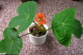 盆花 蝇，痛风厂，危地马拉大黄 草本植物, Jatropha 照片, 特点 红